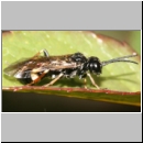 Allantus cinctus - Blattwespe 04 9mm.jpg